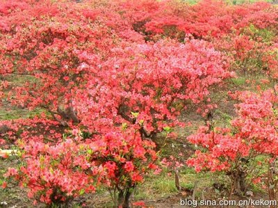杜鹃花节出行，井冈山等杜鹃花景区交通与游玩攻略