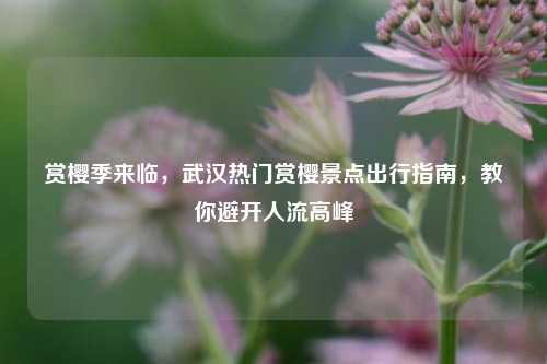 赏樱季来临，武汉热门赏樱景点出行指南，教你避开人流高峰