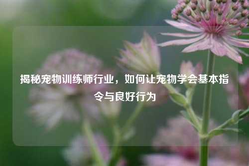 揭秘宠物训练师行业，如何让宠物学会基本指令与良好行为