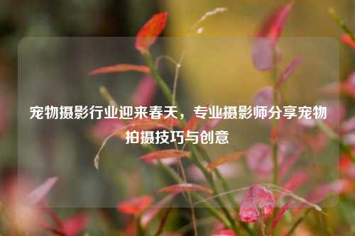 宠物摄影行业迎来春天，专业摄影师分享宠物拍摄技巧与创意